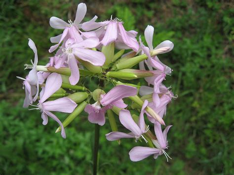 Saponaria officinalis (Bouncing.